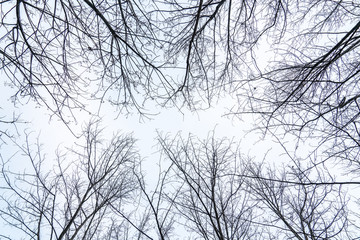 The branches of trees were thick under the overcast winter sky