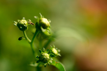 Selective focus of flowers blur background