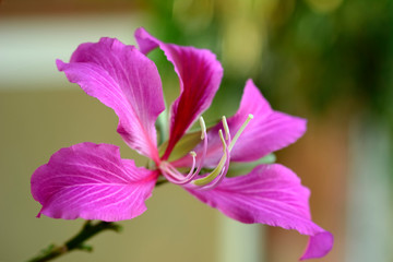Fototapeta na wymiar orchid tree bauhinia purpurea wood