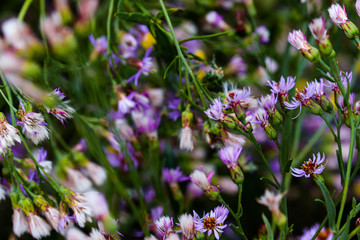 Sea aster or Tripolium pannonicum, beautiful lilac little wild flower movement under the wind in vibrant light, countryside meadow.