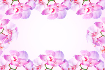 Fototapeta na wymiar Spring background. Pink Orchid flowers on pink background with copy space. Celebration or greeting card.