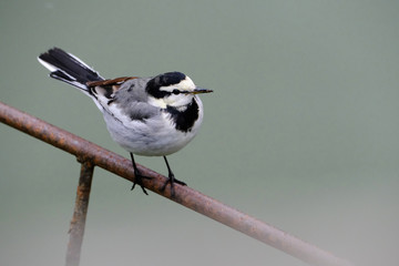 white wagtail on perch