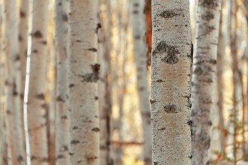 Birch tree closeup