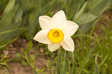 Blooming white Narcissus. Close up. The concept of spring.