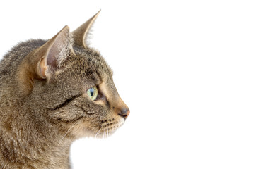 Head shot of adult grey tabby cat isolated on white background	