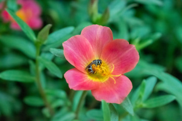 A little bee on the red flower.