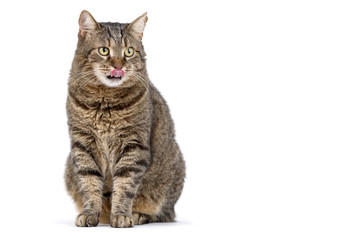 Adult grey tabby cat sitting isolated on white background