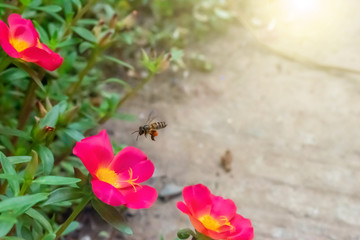 A little bee on the red flower.