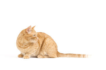 Adult red tabby cat crouched isolated on white background