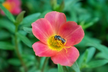 Fototapeta na wymiar A little bee on the red flower.