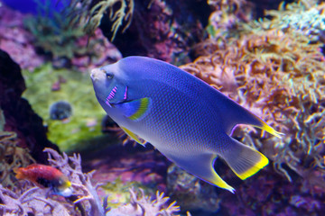 Blue Angelfish (Holacanthus bermudensis) Beautiful, exotic fish swims among coral reefs.