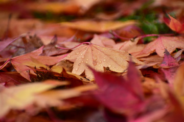 濡れたモミジの落ち葉