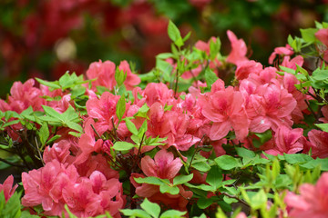 満開のオレンジのツツジ