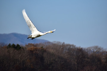 飛ぶ白鳥
