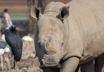 Obraz premium Close up White Rhinoceros Isolated on Blurry Background