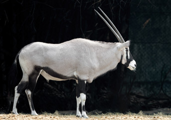 Close up Oryx is Standing on The Filed Isolated on Background