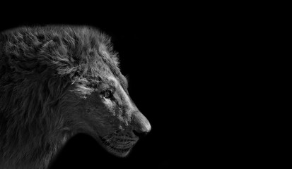 Close up Head of Male Lion Isolated on Black Background, Black and White