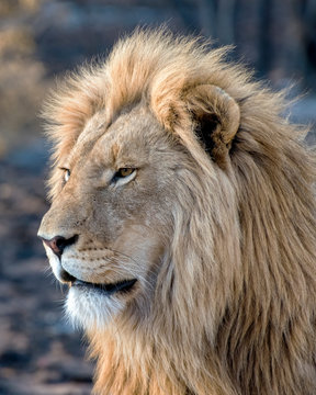 Young Male Lion In Profile In South Africa