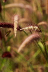 Fototapeta premium Pennisetum or furry fountain grass, beautiful enchanted movement under the wind in vibrant light, countryside meadow.
