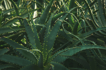 Close-up aloe vera plant leaves in garden  or aloe plant (Aloe Ferox) 