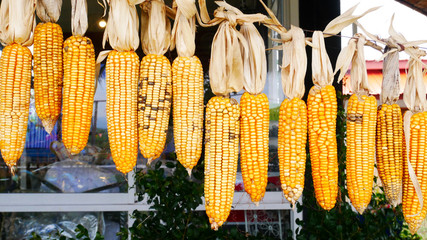 dried corn on the cob