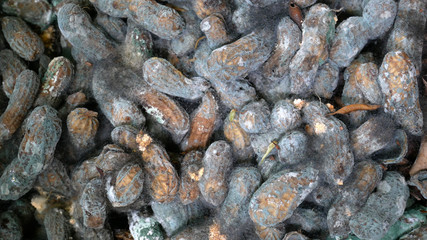 black fungus in a peanut shell