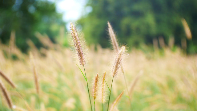 grass flower outdoor summer. field of wheat.