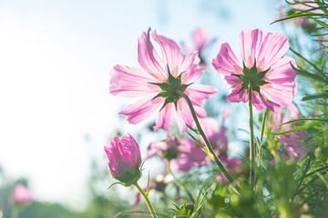 Blurred for background.Sunlight reflecting Pink flower of Mexican Diasy, Sulfur Cosmos, Pink Cosmos.