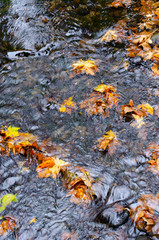 Running Water Floating Leaves