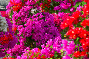 Obraz premium Bougainvillaea flowers blooming at the garden