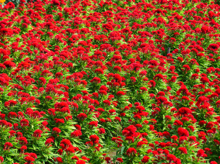 Cockscomb flowers blooming on the field