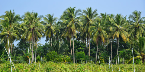 Naklejka na ściany i meble Coconut plantation in Mekong Delta, Vietnam