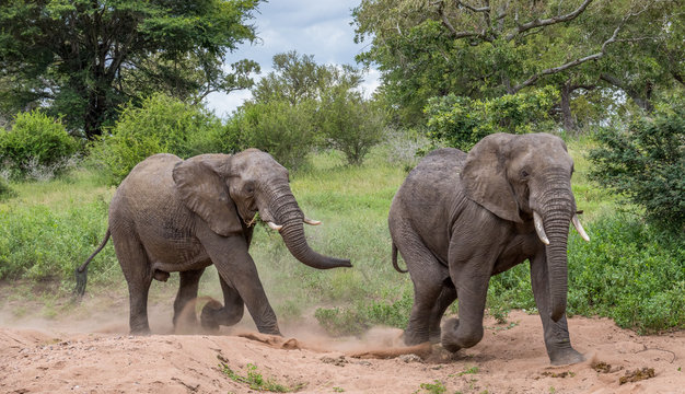 Two African elephants running in a dry river bed in the Kruger National Park in South Africa image in horizontal format