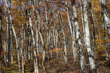 Obraz premium 大山隠岐国立公園のブナ林