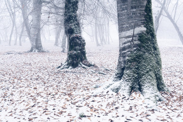 Trunks of perennial trees in a winter foggy forest