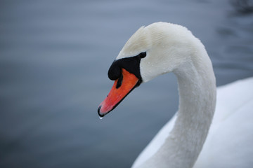 swan on water