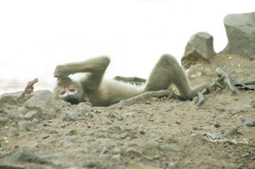 Monkey laying down