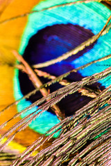 Artictic exotic tropical Peacock Feathers composition, vibrant backdrop.