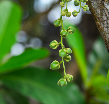 Young langsat fruits on the tree
