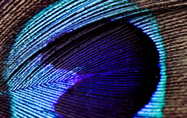 Artictic exotic tropical Peacock Feathers composition, vibrant backdrop.