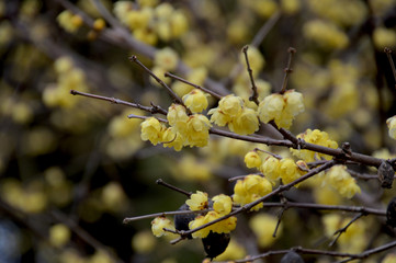 甘い香りを漂わせる黄色い花が満開のロウバイ