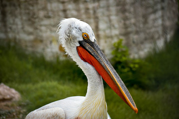 portrait of a pelican