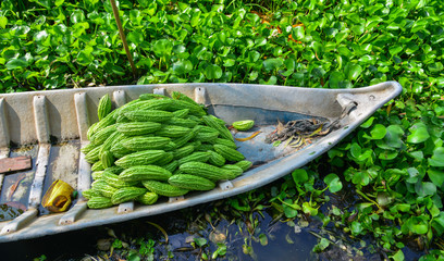 Carrying bitter melon on wooden boat