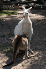the albino western grey kangaroo is feeding her brown joey from her pouch