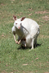 this is albino werstern kangaroo with a joey in her pouch