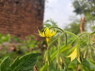 yellow flower of tomato isolated.Green tomato flowers in an organic garden.Tomato flowers plants green Agriculture. Vegetable flower. A flower of a healthy plant.