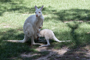 the albino western grey kangaroo is feeding her joey from her pouch