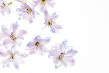 delphinium flowers on the white backgrund