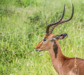 Naklejka na ściany i meble A red-billed oxpecker clears mites from the ear of an impala ram in the Kruger National Park in South Africa image in horizontal format