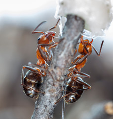 big red forest ant in natural habitat